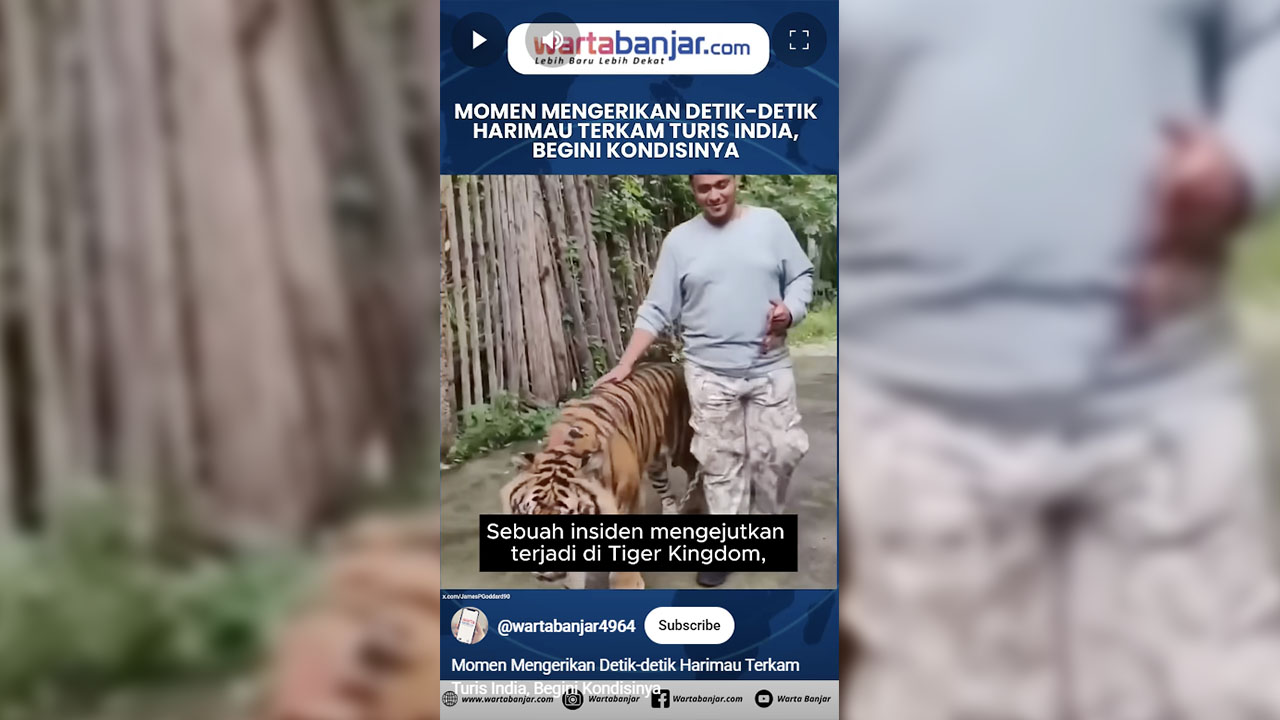 tiger kingdom