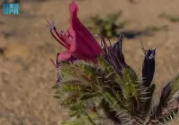 Kini Jadi Destinasi Favorit Arab Saudi, Al Ula Tawarkan Kecantikan Flora Khas dan Unik Echium horridum