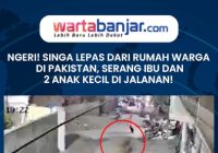 VIDEO - NGERI! Singa Lepas dari Rumah Warga di Pakistan, Serang Ibu dan 2 Anak Kecil di Jalanan!