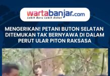 VIDEO - MENGERIKAN! Petani Buton Selatan Ditemukan Tak Bernyawa di Dalam Perut Ular Piton Raksasa