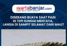 VIDEO - Diserang Buaya Saat Pagi di Tepi Sungai Mentaya, Lansia di Sampit Selamat dari Maut