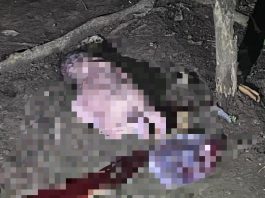 Geger Temuan Bayi di Desa Tungkap
