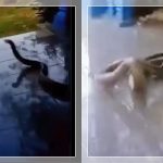WANITA HISTERIS Lihat King Cobra Mengendap di Depan Pintu, Warga Ramai-Ramai Evakuasi Raja Ular