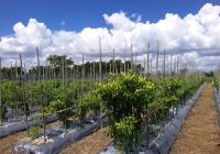 Lalat Buah Ancam Panen Hortikultura! Ini Jurus Ampuh Penyuluh DKP3 Banjarbaru Lindungi Tanaman Petani