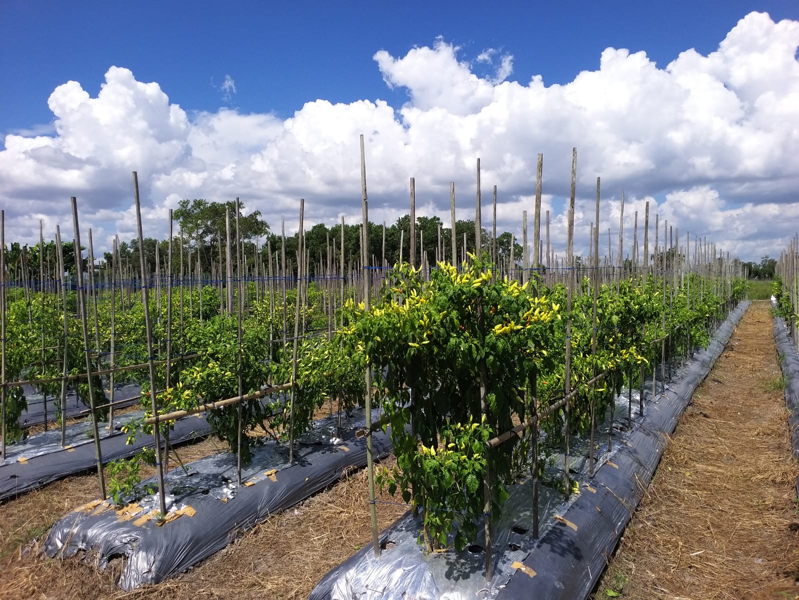 Lalat Buah Ancam Panen Hortikultura! Ini Jurus Ampuh Penyuluh DKP3 Banjarbaru Lindungi Tanaman Petani