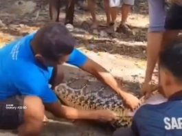 Viral Petani Ditemukan di Dalam Tubuh Ular Piton