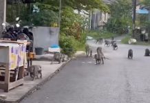 Kelompok Monyet Liar Penuhi Komplek Tanjung Sungai Andai