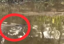 Buaya Kembali Muncul di Sungai Jafri Zamzam