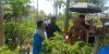Saat Panen Cabai di Guntung Manggis! Wali Kota Banjarbaru Dorong Warga Sulap Lahan Kosong Jadi Ini