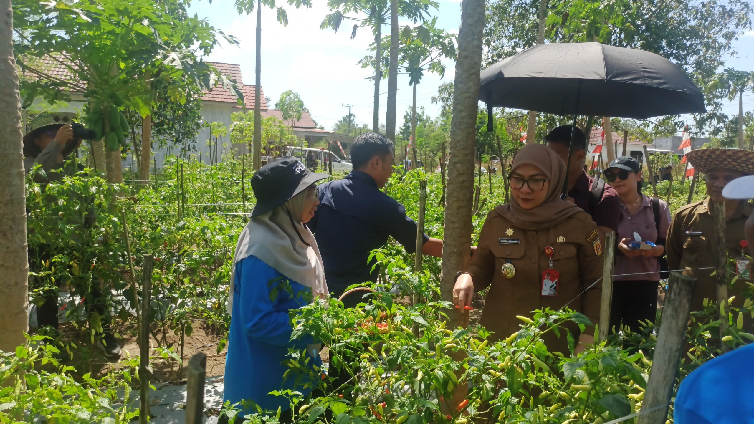 Saat Panen Cabai di Guntung Manggis! Wali Kota Banjarbaru Dorong Warga Sulap Lahan Kosong Jadi Ini