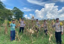 Polsek Bati-Bati Gelar Panen Jagung Bersama Masyarakat Desa Banyu Irang