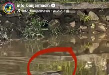 Seekor Buaya Terekam Kamera Netizen Sedang Berenang di Sungai Jalan Zafri Zamzam Banjarmasin