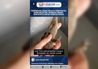 VIDEO - Penemuan Anak Buaya Hebohkan Kuin Selatan, Warga Cemas Induknya Masih Berkeliaran
