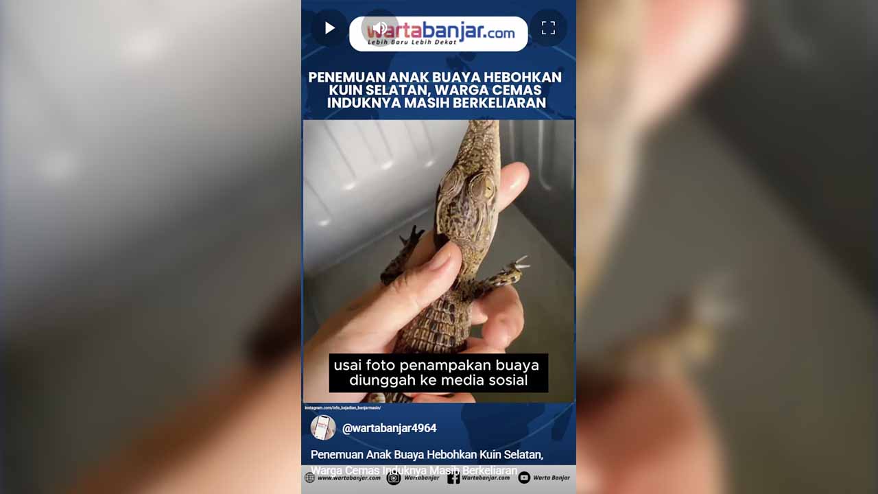 buaya