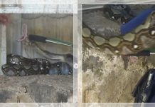 DETIK-DETIK Petugas Damkar Banjarbaru Tangkap Ular Piton 3 Meter yang Makan 3 Ayam Warga