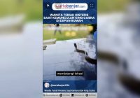 VIDEO - Wanita Teriak Histeris Saat Kemunculan King Cobra di Depan Rumah