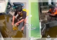 VIRAL! Truk Terguling di Pekalongan, Warga Ambil Minyak Goreng yang Tumpah Pakai Gayung