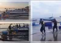 VIRAL! Nelayan Batakan Panen Ubur-Ubur, Dijual Rp12 Ribu per Keranjang untuk Ekspor