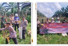 Panen Jagung Melimpah di Tanah Laut! Sinergi Polsek & Swasta Demi Ketahanan Pangan Nasional