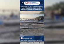 VIDEO - VIRAL! Nelayan Batakan Panen Ubur-Ubur, Dijual Rp12 Ribu per Keranjang untuk Ekspor
