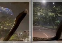 DETIK-DETIK Ular Piton Melilit Kaca Mobil Bikin Netizen Menjerit Takut Campur Tawa, "Astaga Beb!"