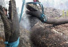 WADUH! Dua Ular Kobra Terpanggang Hidup-Hidup Akibat Karhutla Hebat di Kampar, Riau
