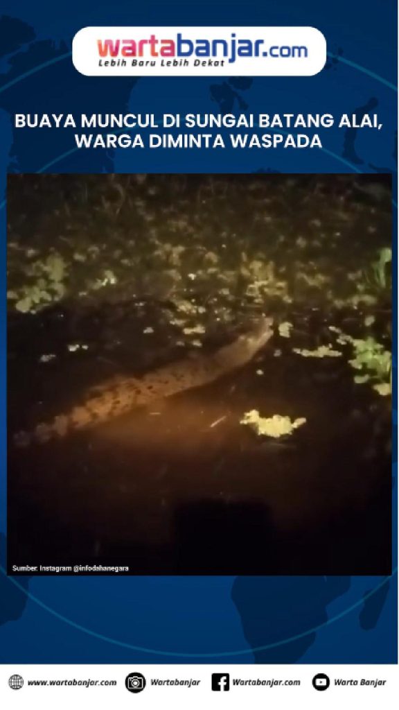 VIDEO - Buaya Muncul di Sungai Batang Alai, Warga Diminta Waspada