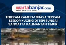 VIDEO - Terekam Kamera! Buaya Terkam Seekor Kucing di Tepi Sungai Sangatta Kalimantan Timur