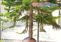 VIDEO - UDIN STANBY!: Waspada Boleh, Panik Jangan..
