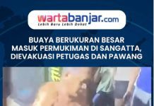 VIDEO - Buaya Berukuran Besar Masuk Permukiman di Sangatta, Dievakuasi Petugas dan Pawang