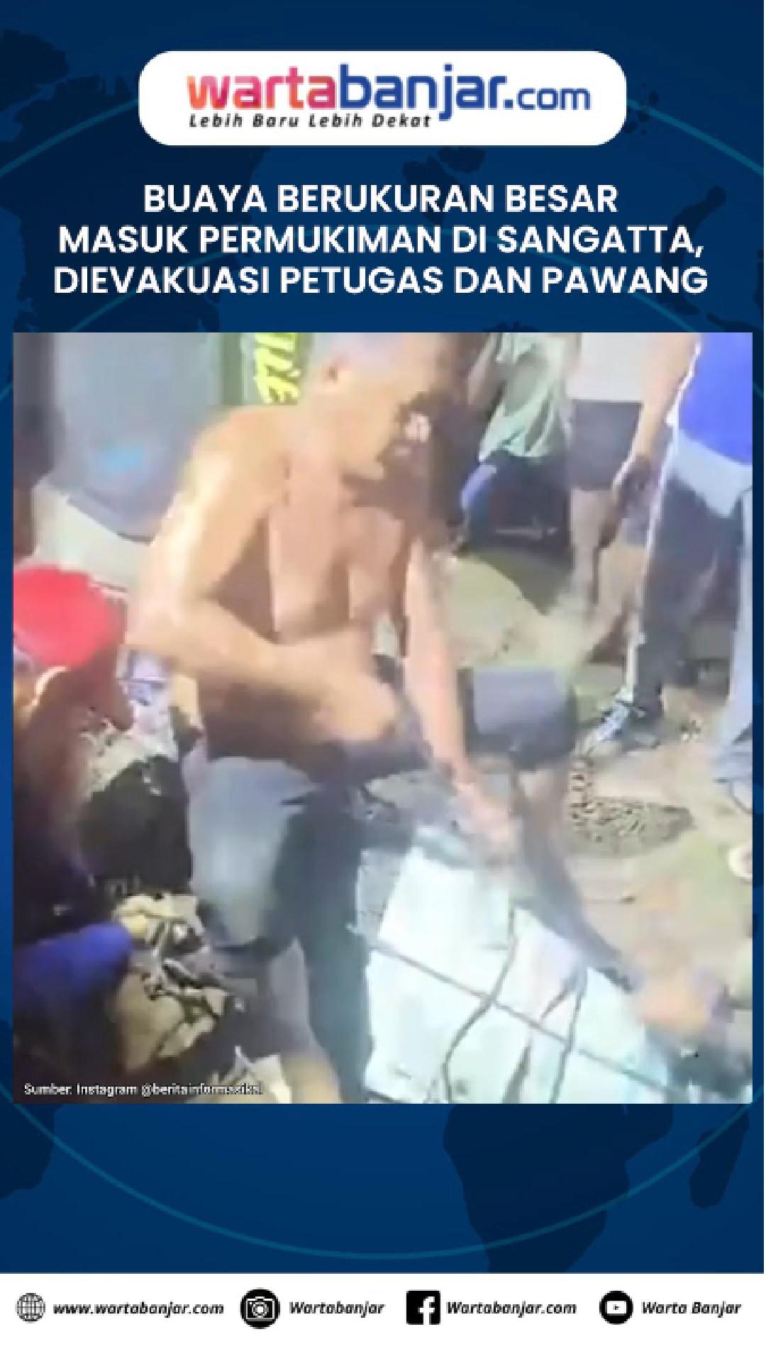 VIDEO - Buaya Berukuran Besar Masuk Permukiman di Sangatta, Dievakuasi Petugas dan Pawang