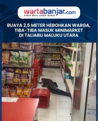 VIDEO - Buaya 2,5 Meter Hebohkan Warga, Tiba-tiba Masuk Minimarket di Taliabu Maluku Utara