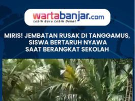 VIDEO - MIRIS! Jembatan Rusak di Tanggamus, Siswa Bertaruh Nyawa Saat Berangkat Sekolah