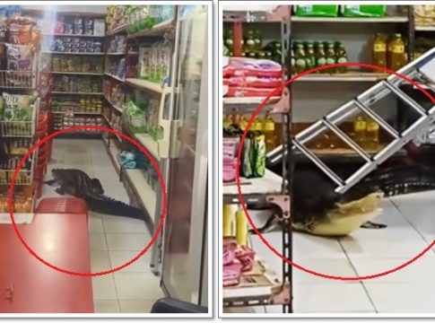 GEGER! Buaya 2,5 Meter Masuk Minimarket di Taliabu, Netizen: "Cuma Mau Beli Kopi Kok Diusir"