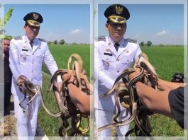 VIRAL! Bupati Indramayu Lucky Hakim Lepas Ratusan Ular ke Sawah, Netizen: “Tikusnya di DPR, Pak!”
