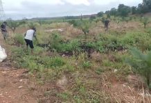 Warga Kintap Tanam Singkong di Lahan Sengketa, Tolak Jalur Hukum karena Biaya Mahal