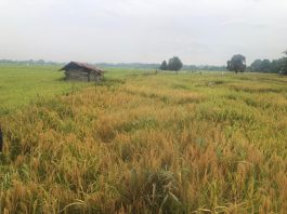 Panen Padi Diprediksi Menurun pada 2025, Petani Banjarbaru Keluhkan Cuaca dan Jadwal Tanam