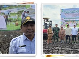 Kementan Kucurkan Rp 30 Juta per Hektar! Tanah Laut Siap Panen Padi Tiga Kali Setahun