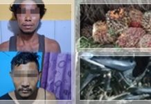 GASAK SAWIT 1,5 TON! Dua Pria Diringkus Satreskrim Polres HSU Saat Beraksi di Perkebunan PT PDL