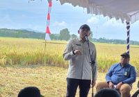 Krisis Petani Tanah Laut! BBM Langka & Irigasi Bermasalah Ancam Target Panen Tiga Kali Setahun