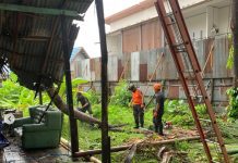 Pohon Kelapa Tumbang Timpa Sebuah Toko di Banjarmasin