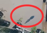 Buaya Kembali Muncul di Sungai Jembatan Kuranji