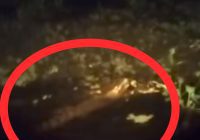 Seekor Buaya Muncul di Sungai Batang Alai