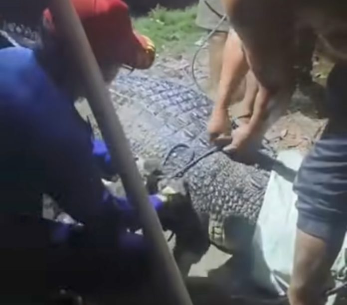 Buaya Besar Muncul di Pemukiman Warga di Sangatta