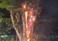 Pohon Tiba-tiba Terbakar di Jalan Jafri Zamzam