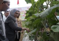 Banjarbaru Panen Raya Melon, Wali Kota Erna Lisa Janji All Out Dukung Petani Lokal