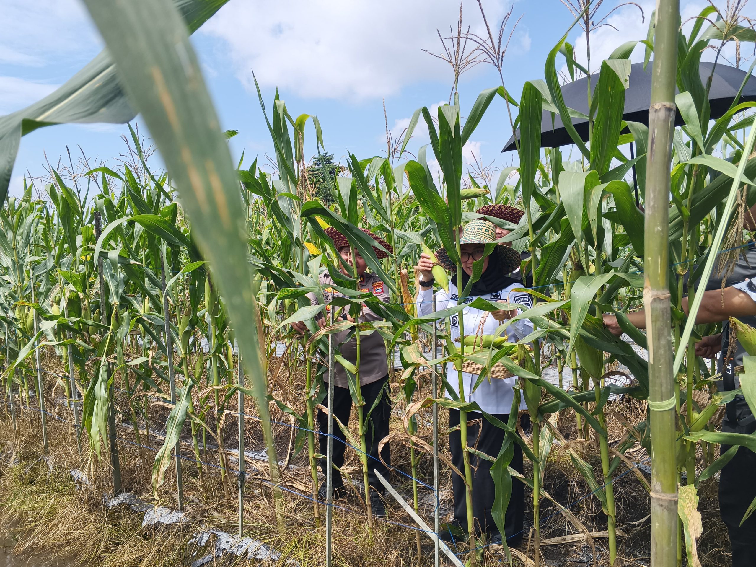 Panen Raya Jagung dan Cabai di Banjarbaru Banjir Apresiasi! Wali Kota: “Bukti Petani Kita Hebat!”