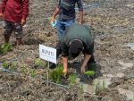 Bupati HST Tanam Padi Perdana di Lahan Rawa Desa Kayu Rabah, Dorong Inovasi Pertanian