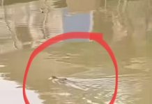 Buaya Muncul Berenang di Sungai Desa Paramaian HSS Bikin Heboh Warga