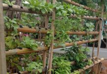 Warga Balangan Manfaatkan Pekarangan Rumah Jadi Kebun Hidroponik